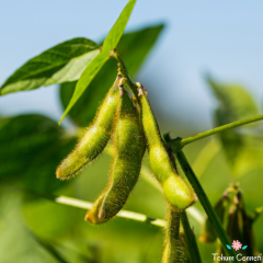 Yerli Soya Fasulyesi Tohumu (25 Tohum)