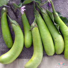 Giant Thai Yeşil Patlıcan Tohumu (10 Tohum)
