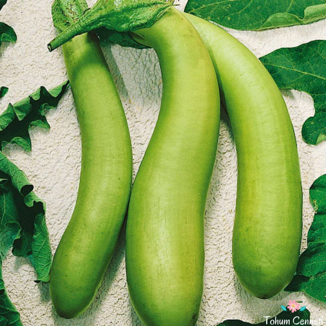 Giant Thai Yeşil Patlıcan Tohumu (10 Tohum)