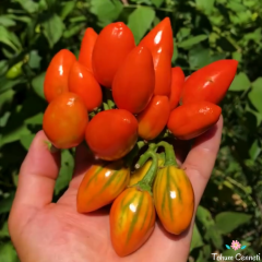 Striped Tago Kırmızı Patlıcan Tohumu (10 Tohum)