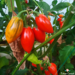 Striped Tago Kırmızı Patlıcan Tohumu (10 Tohum)