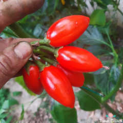 Striped Tago Kırmızı Patlıcan Tohumu (10 Tohum)