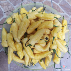 Beyaz Bhut Jolokia Biber Tohumu (10 Tohum)