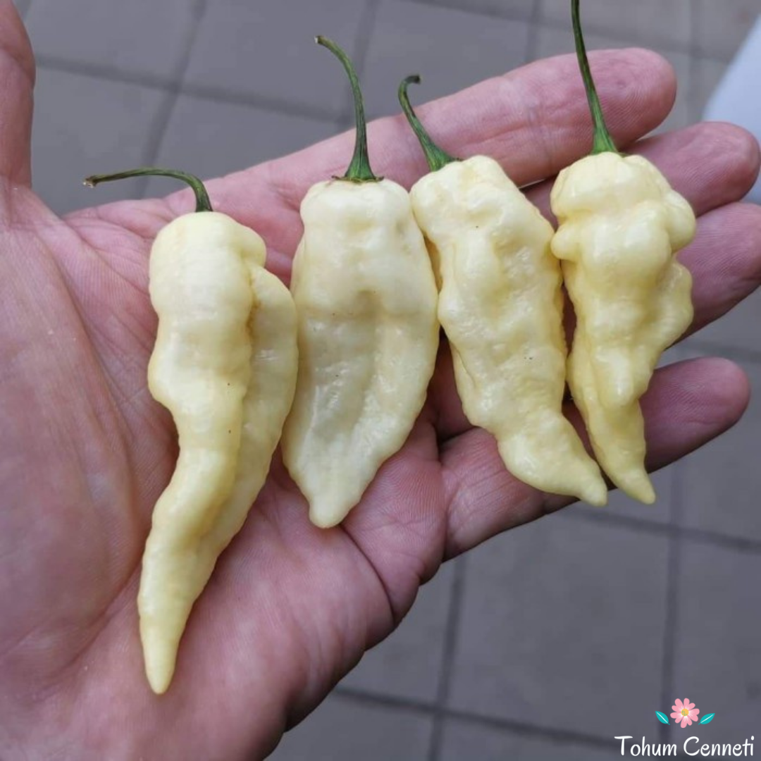 Beyaz Bhut Jolokia Biber Tohumu (10 Tohum)