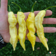 Beyaz Bhut Jolokia Biber Tohumu (10 Tohum)