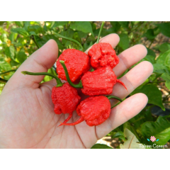 Kırmızı Carolina Reaper Biber Tohumu (5 Tohum)