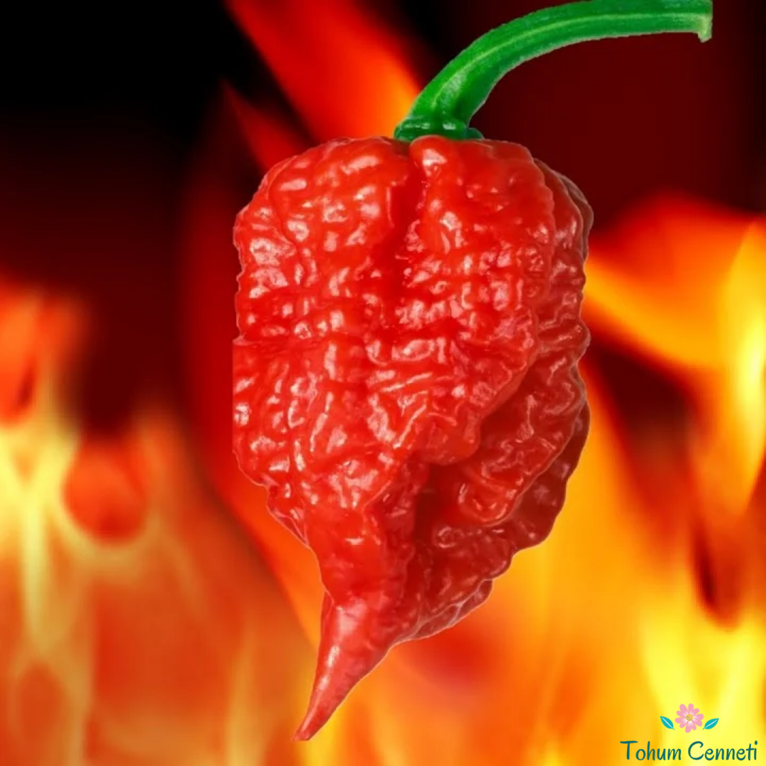 Kırmızı Carolina Reaper Biber Tohumu (5 Tohum)