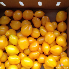 Sarı Limon Domates Tohumu (10 Tohum)