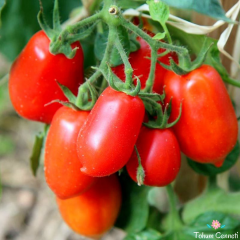 İtalyan San Marzano Domates Tohumu (10 Tohum)