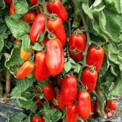 İtalyan San Marzano Domates Tohumu (10 Tohum)