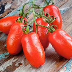 İtalyan San Marzano Domates Tohumu (10 Tohum)