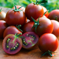 Çikolata Saksılık Kiraz Domates Tohumu (10 Tohum)