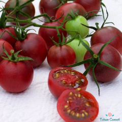 Çikolata Saksılık Kiraz Domates Tohumu (10 Tohum)
