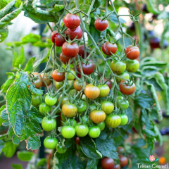 Çikolata Saksılık Kiraz Domates Tohumu (10 Tohum)