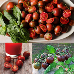 Çikolata Saksılık Kiraz Domates Tohumu (10 Tohum)