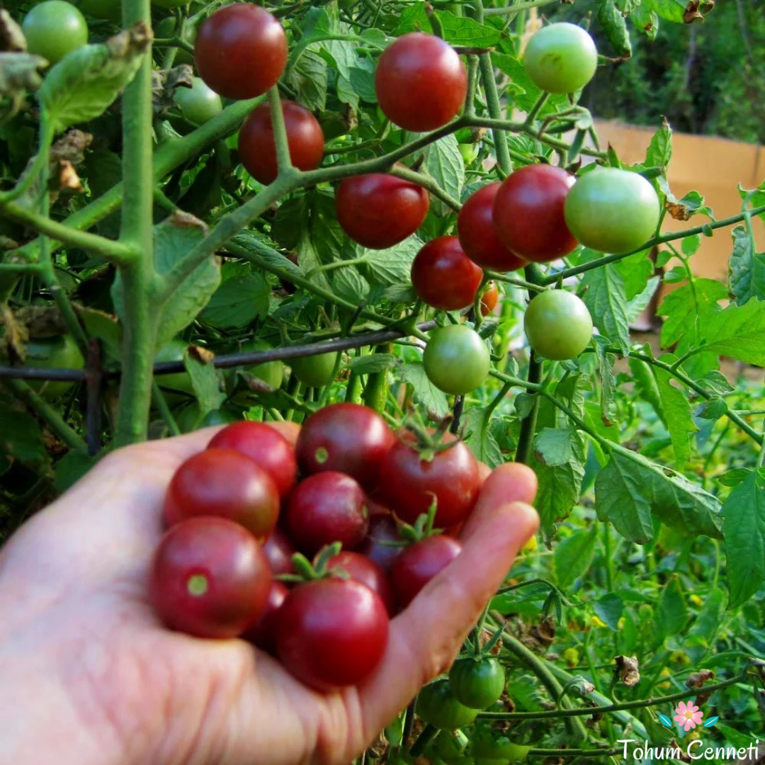 Çikolata Saksılık Kiraz Domates Tohumu (10 Tohum)