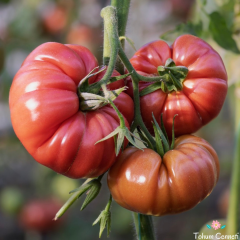 Pink Ponderosa Domates Tohumu (10 Tohum)