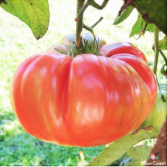 Pink Ponderosa Domates Tohumu (10 Tohum)