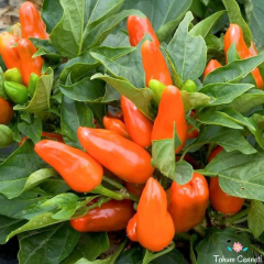 Turuncu Tangerine Dream Biber Tohumu (10 Tohum)