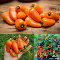 Turuncu Tangerine Dream Biber Tohumu (10 Tohum)