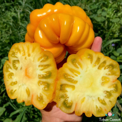 Sarı Ribbed Domates Tohumu (10 Tohum)