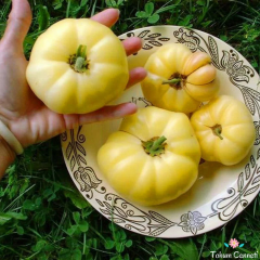 Beyaz Domates Tohumu (10 Tohum)