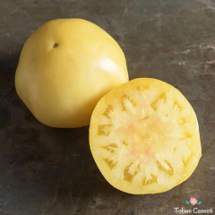 Beyaz Domates Tohumu (10 Tohum)