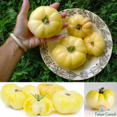 Beyaz Domates Tohumu (10 Tohum)