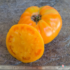Turuncu Amana Domates Tohumu (10 Tohum)
