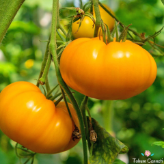 Turuncu Amana Domates Tohumu (10 Tohum)