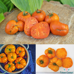 Turuncu Amana Domates Tohumu (10 Tohum)