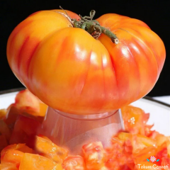 Arkansas Domates Tohumu (10 Tohum)