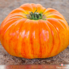 Arkansas Domates Tohumu (10 Tohum)