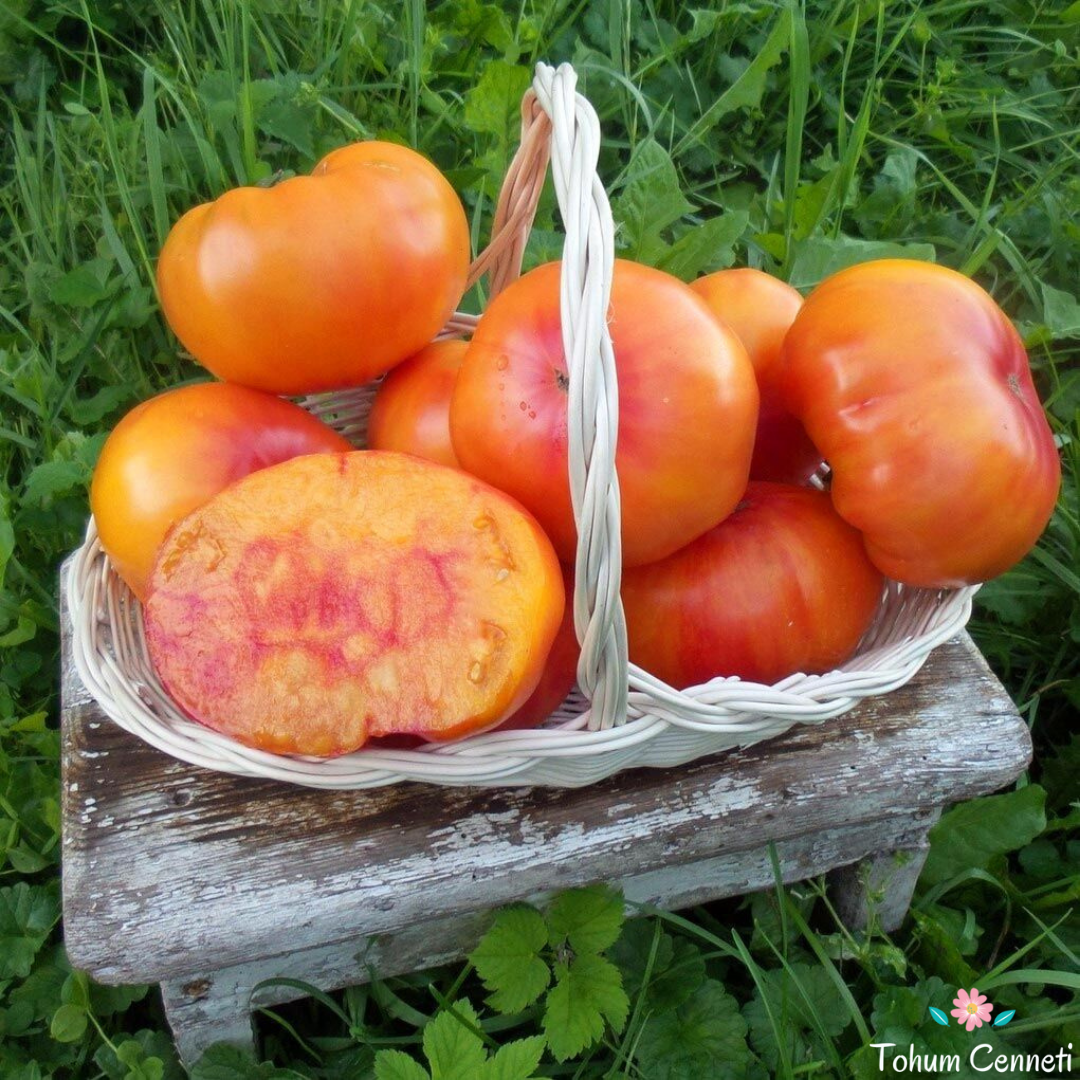 Arkansas Domates Tohumu (10 Tohum)