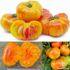 Arkansas Domates Tohumu (10 Tohum)