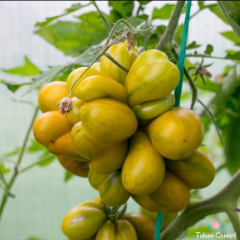 Yellow Brain Domates Tohumu (10 Tohum)