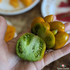 Yellow Brain Domates Tohumu (10 Tohum)