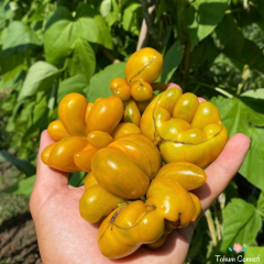 Yellow Brain Domates Tohumu (10 Tohum)