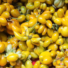 Yellow Brain Domates Tohumu (10 Tohum)