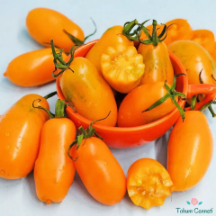 Turuncu Salkım Üzüm Domates Tohumu (10 Tohum)