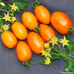 Turuncu Salkım Üzüm Domates Tohumu (10 Tohum)