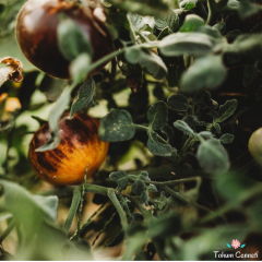 Blue Wolly Kate Domates Tohumu (10 Tohum)