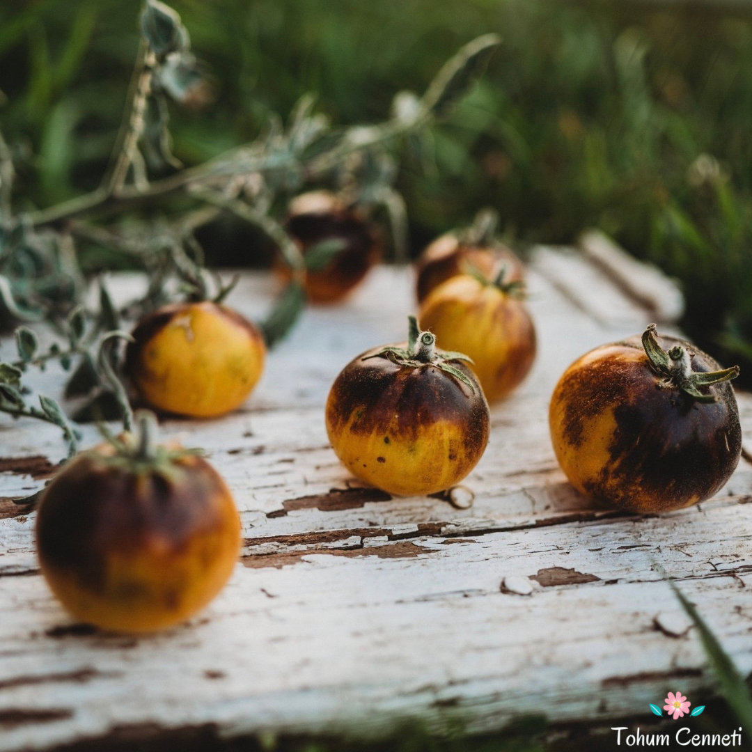 Blue Wolly Kate Domates Tohumu (10 Tohum)