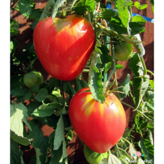 Pembe Yürek Domates Tohumu (10 Tohum)