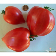 Pembe Yürek Domates Tohumu (10 Tohum)