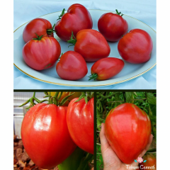 Pembe Yürek Domates Tohumu (10 Tohum)