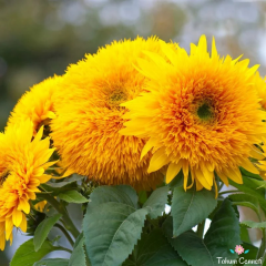 Ponpon Ayçiçeği Tohumu (10 Tohum)