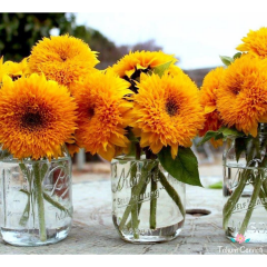 Ponpon Ayçiçeği Tohumu (10 Tohum)