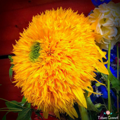 Ponpon Ayçiçeği Tohumu (10 Tohum)