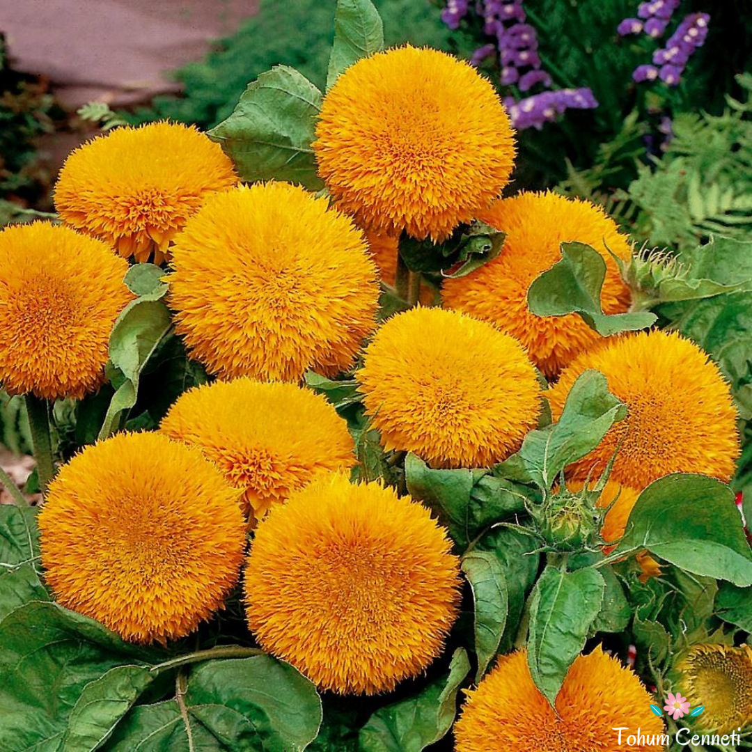 Ponpon Ayçiçeği Tohumu (10 Tohum)